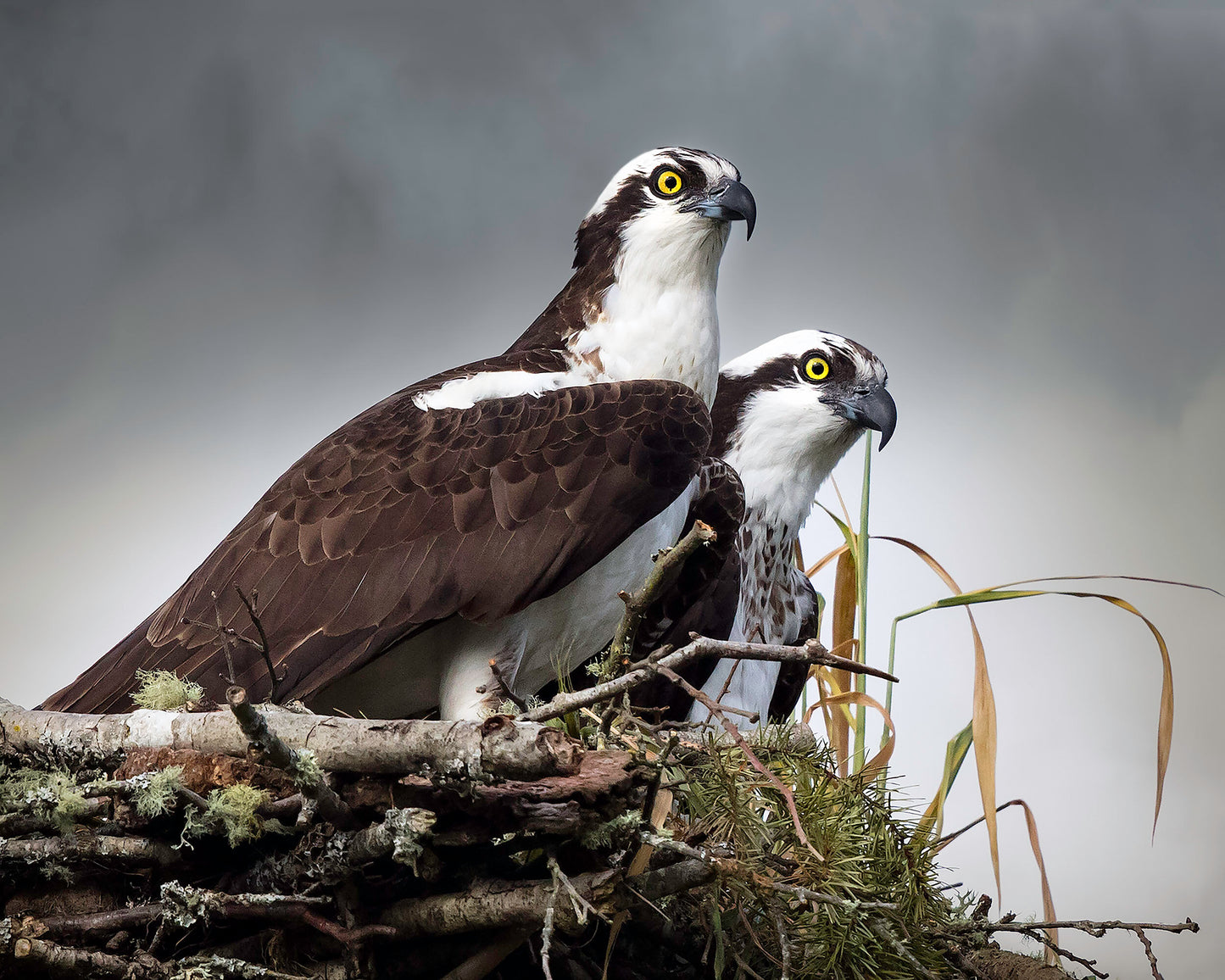 ***SOLD*** Prints available, Bonnie Block - Osprey (pair), 16X20 Fine Art Encaustic Photo on Wood Panel
