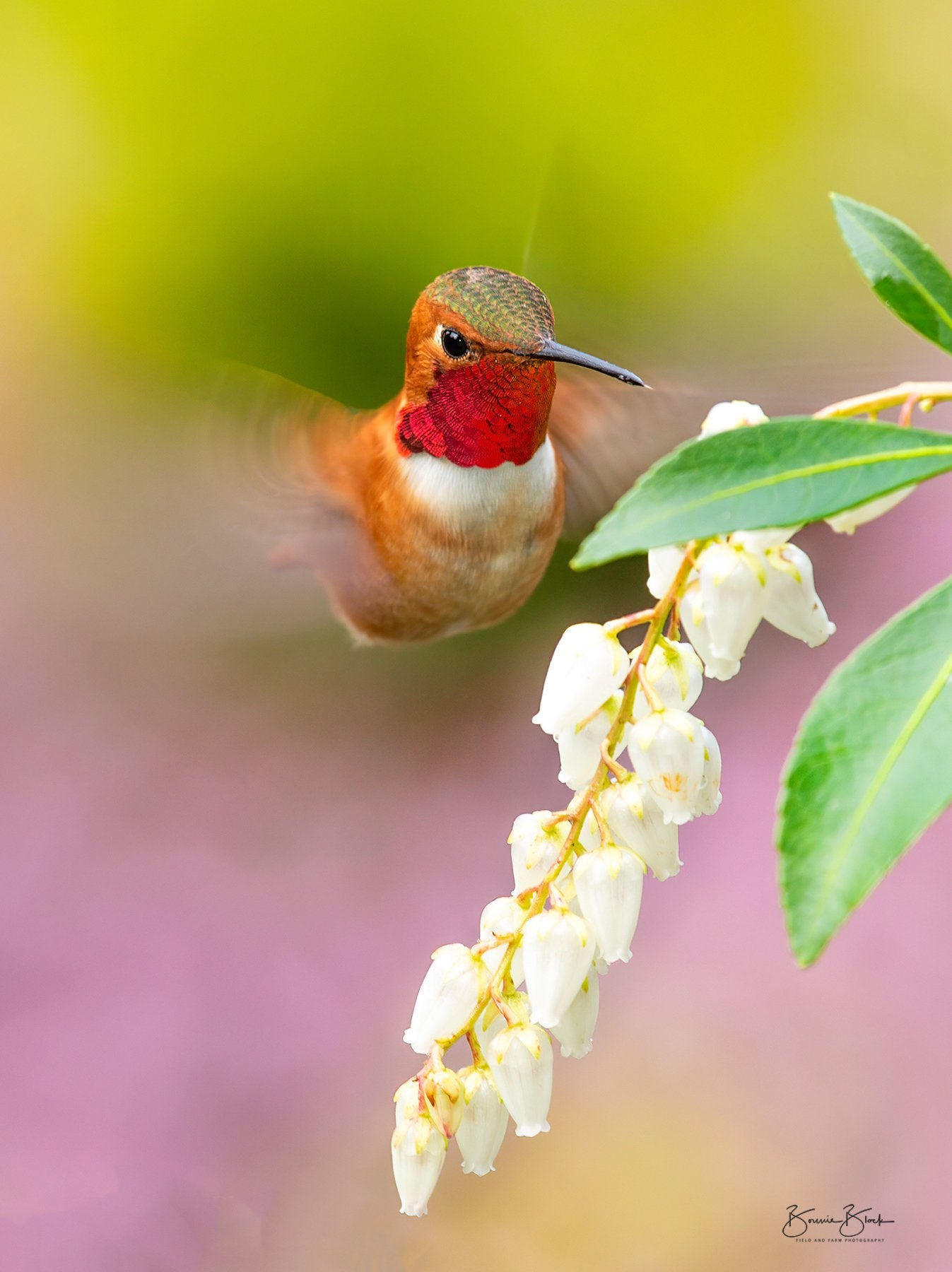 Hummingbird No.1 - Rufous Hummingbird