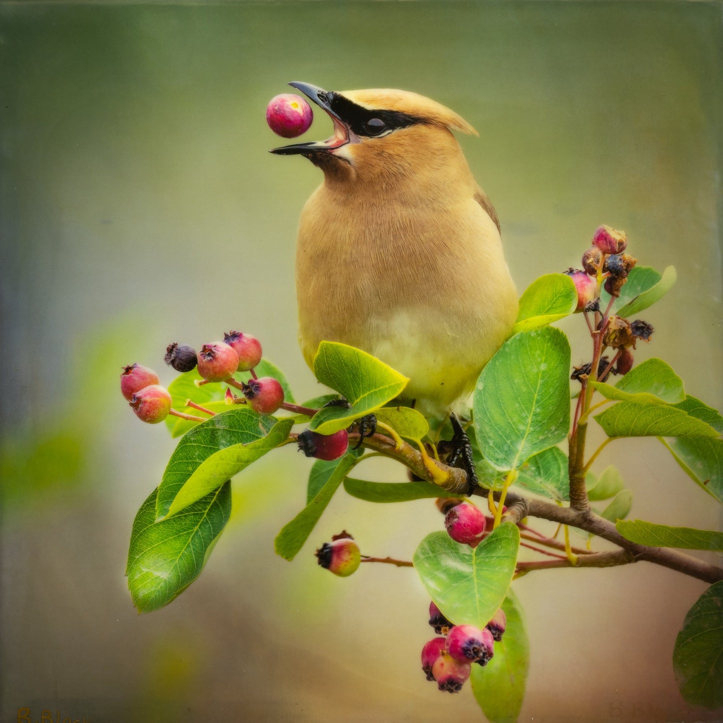 Bonnie Block - Cedar Waxwing No. 2 10x10 Fine Art Encaustic Photo on Wood Panel ***SOLD***