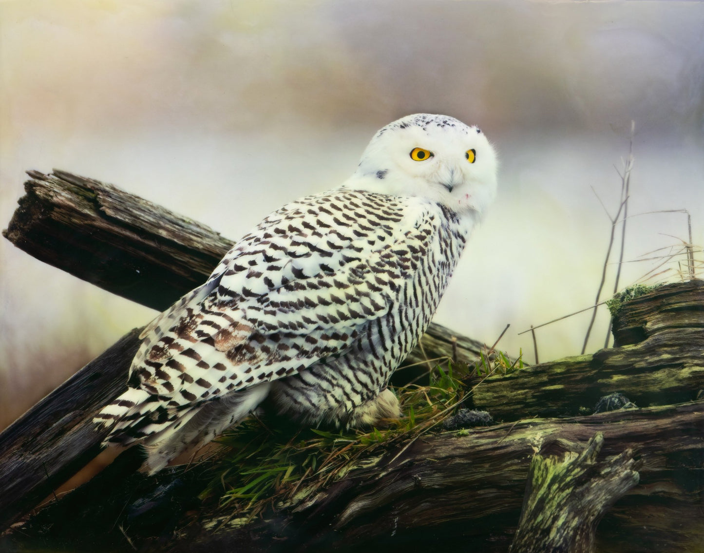 Bonnie Block - Snowy Owl 11X14 Fine Art Encaustic Photo on Wood Panel
