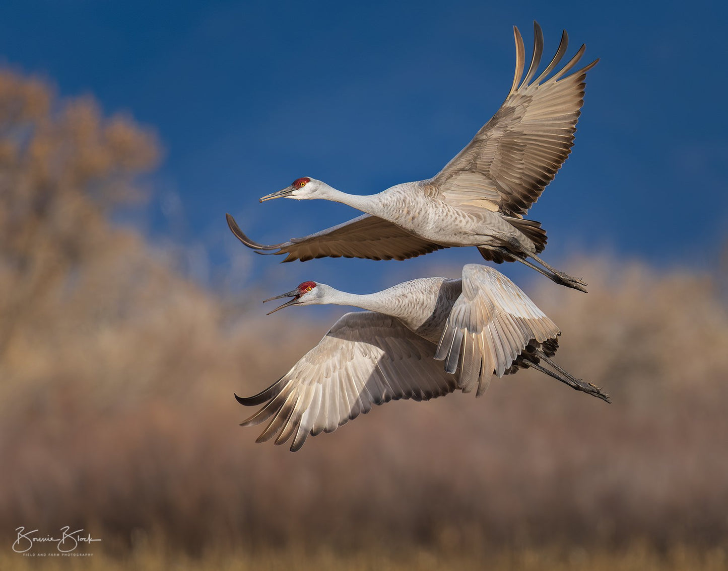 Sandhill Cranes No. 1 - Bosque del Apache NWR, NM