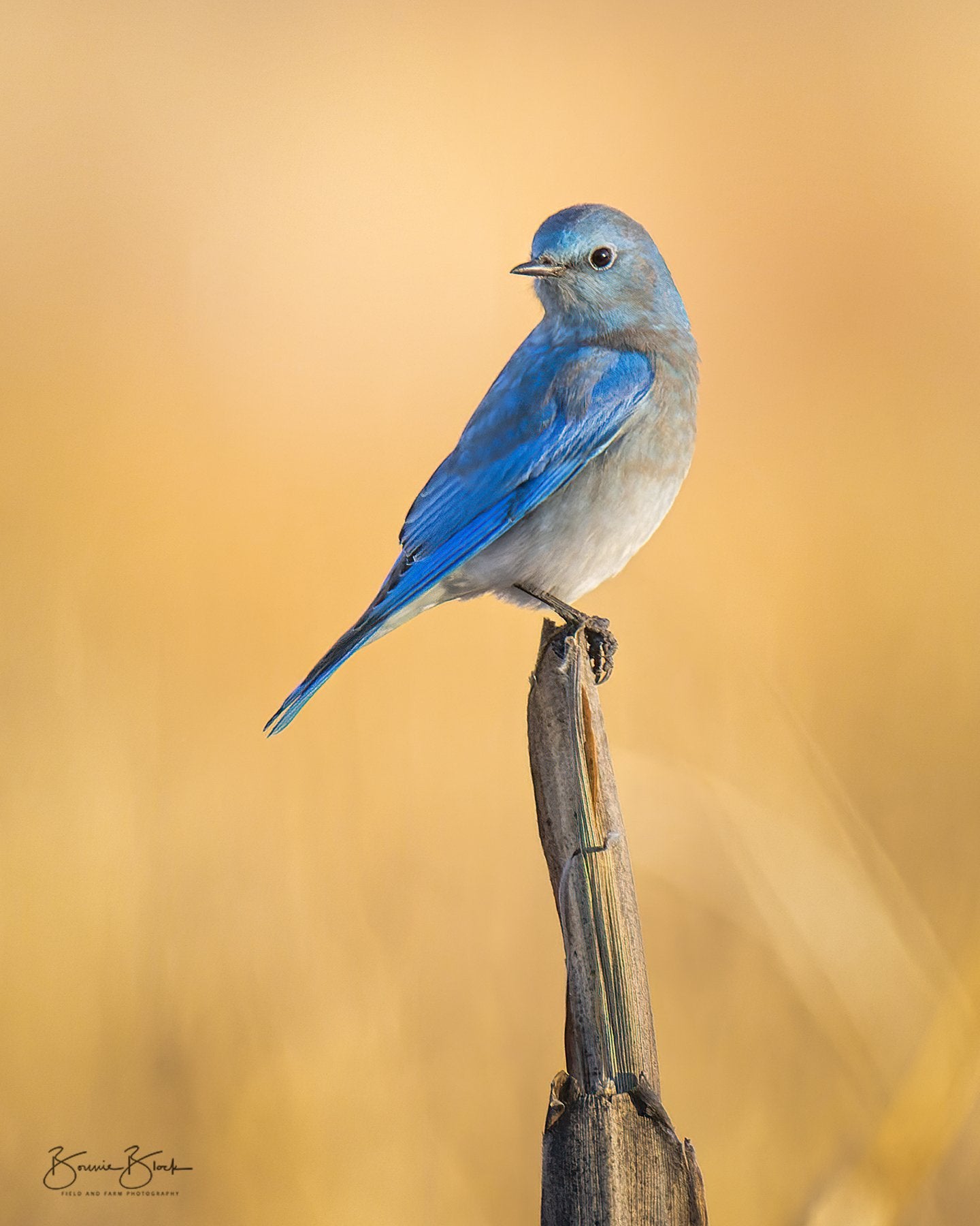 Bluebird on a Cornstalk