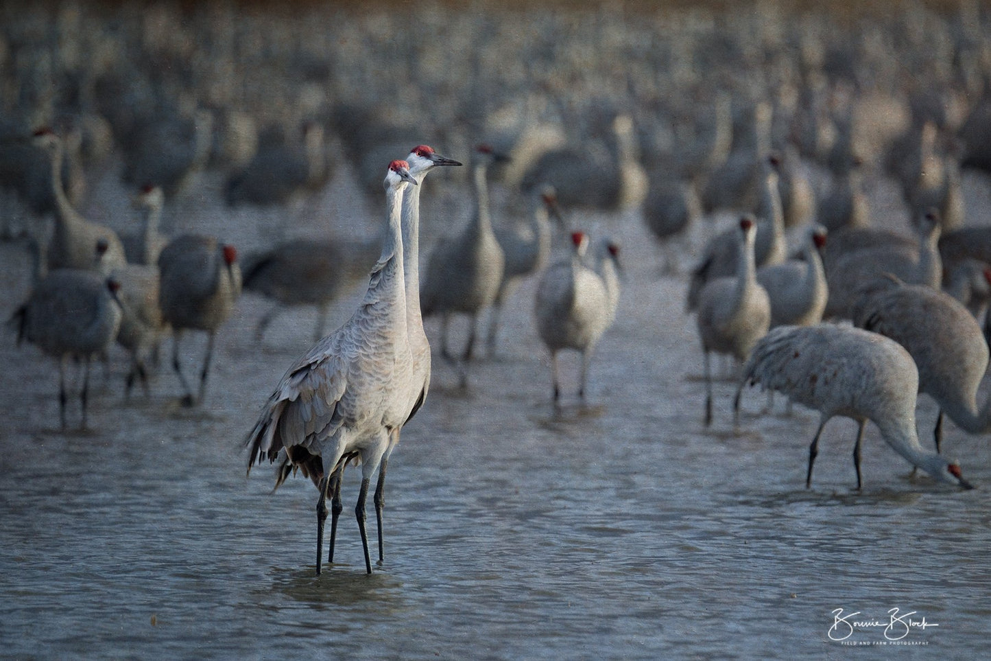 Sandhill Cranes at Dawn  No. 3- Bosque del Apache, New Mexico.
