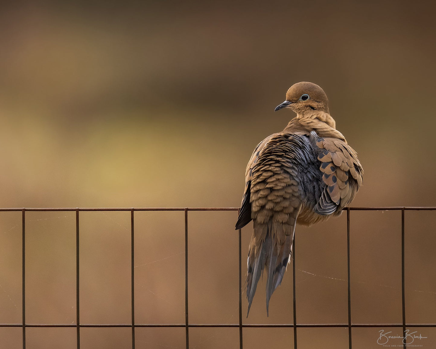 Mourning Dove in Golden Light