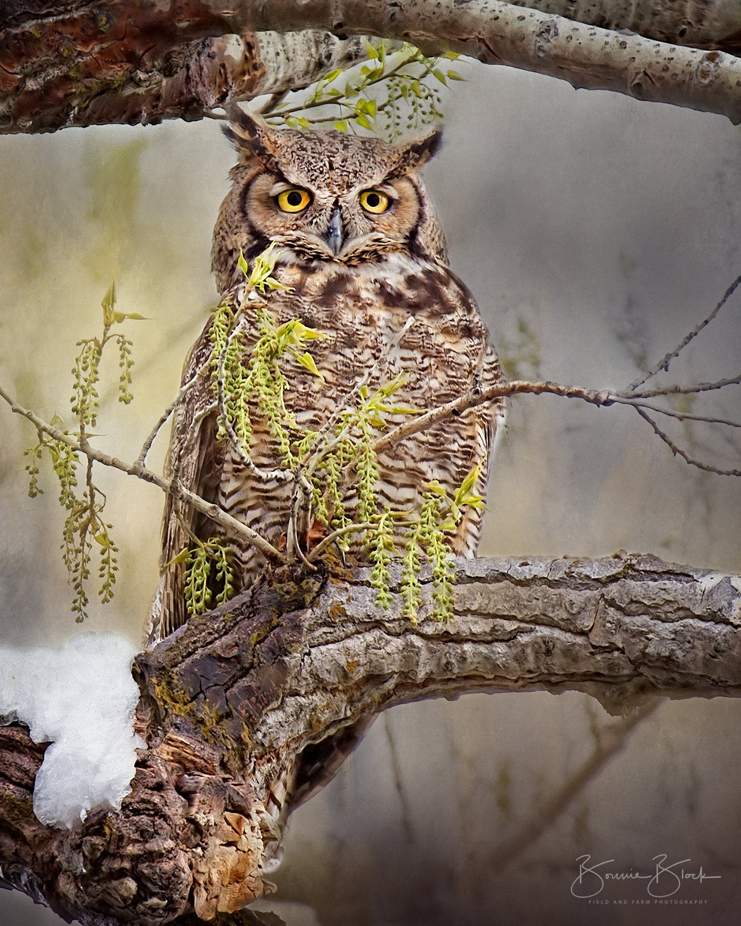 Great Horned Owl No. 1 - Malhuer National Wildlife Refuge