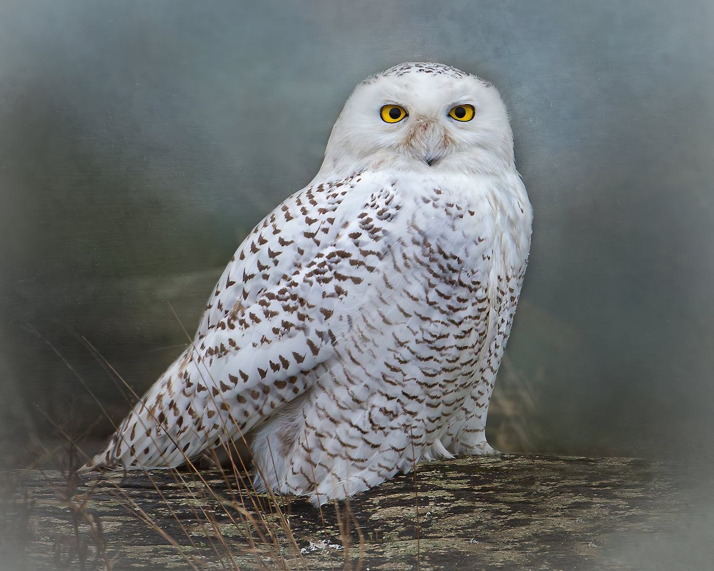 Prints available, original Bonnie Block - Snowy Owl 8x10 Fine Art Encaustic Photo on Wood Panel**SOLD**