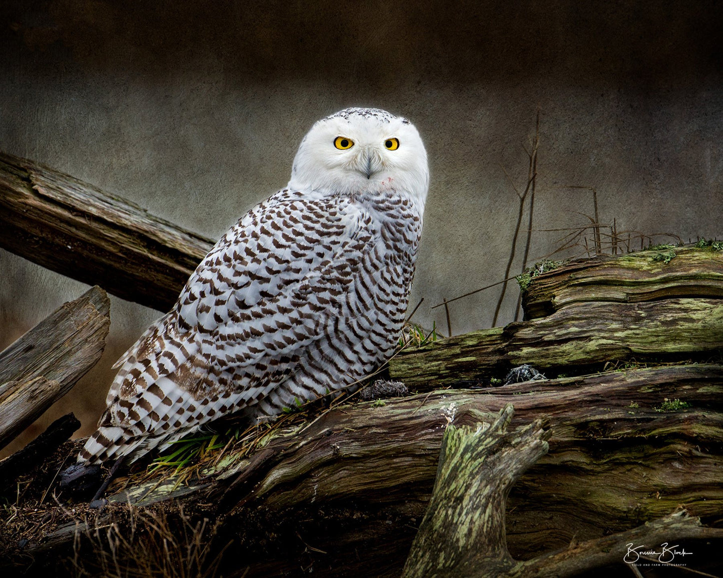Snowy Owl No. 1 - Boundary Bay, BC
