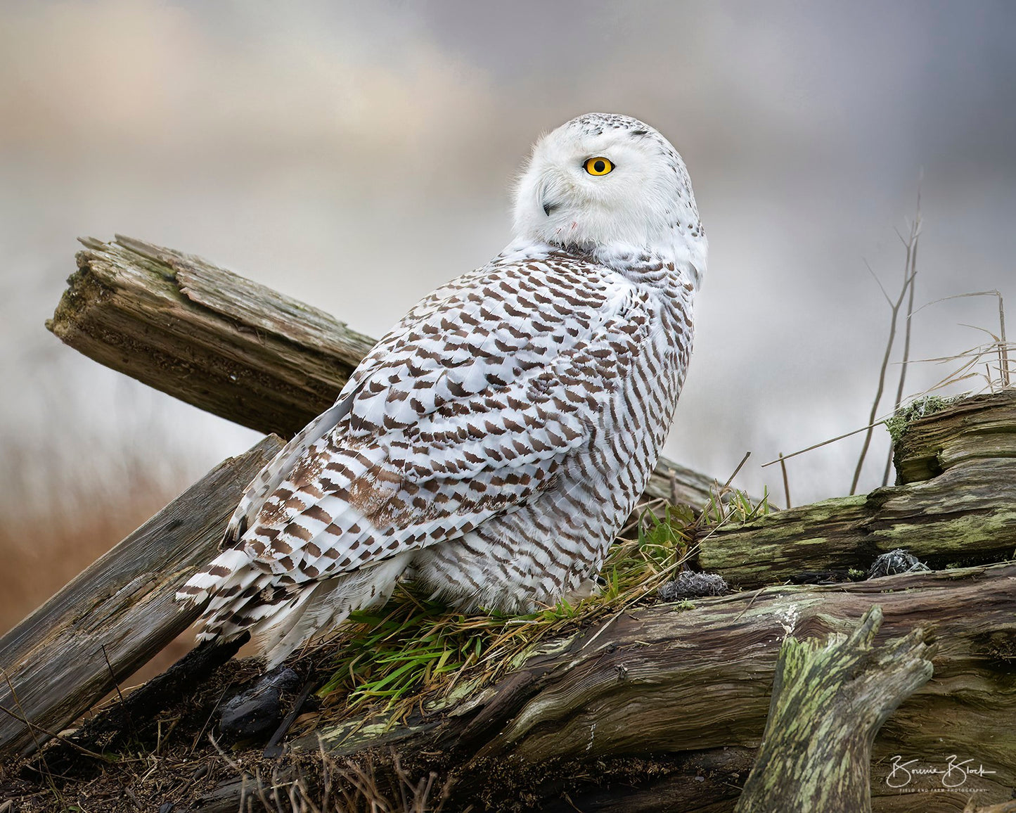 Snowy Owl No. 4 - Boundary Bay, BC