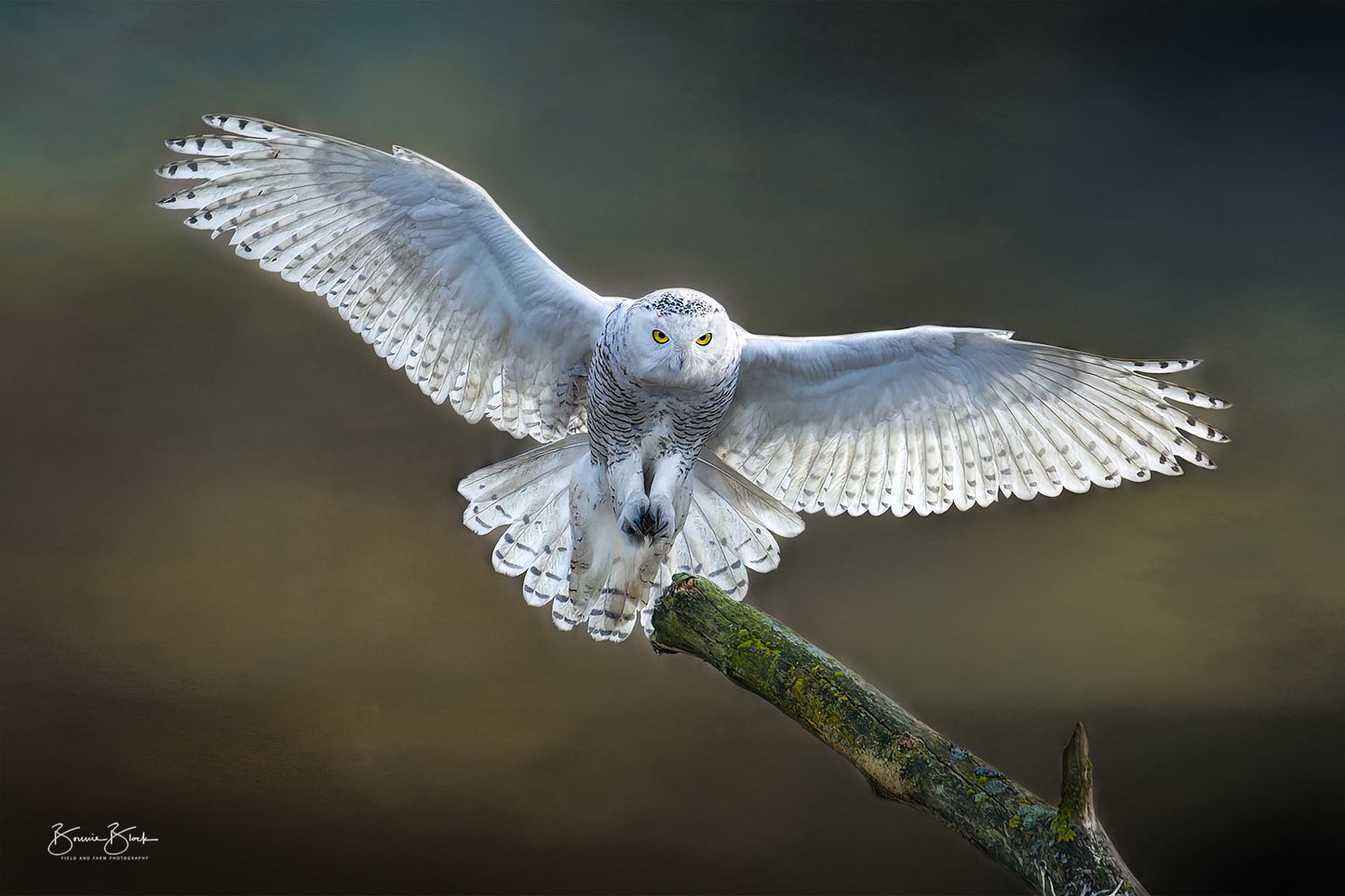 Snowy Owl No. 2 In Flight