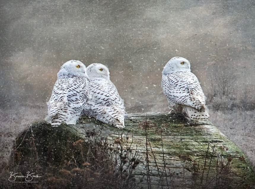Bonnie Block - 3 Snowy Owls, Fine Art Photographic Print on Wood Panel, 11x14