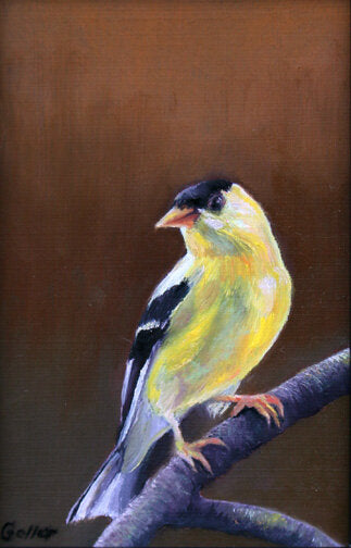 Prints available, original ***SOLD*** Atticus, oil 6x4 (9x7 framed)