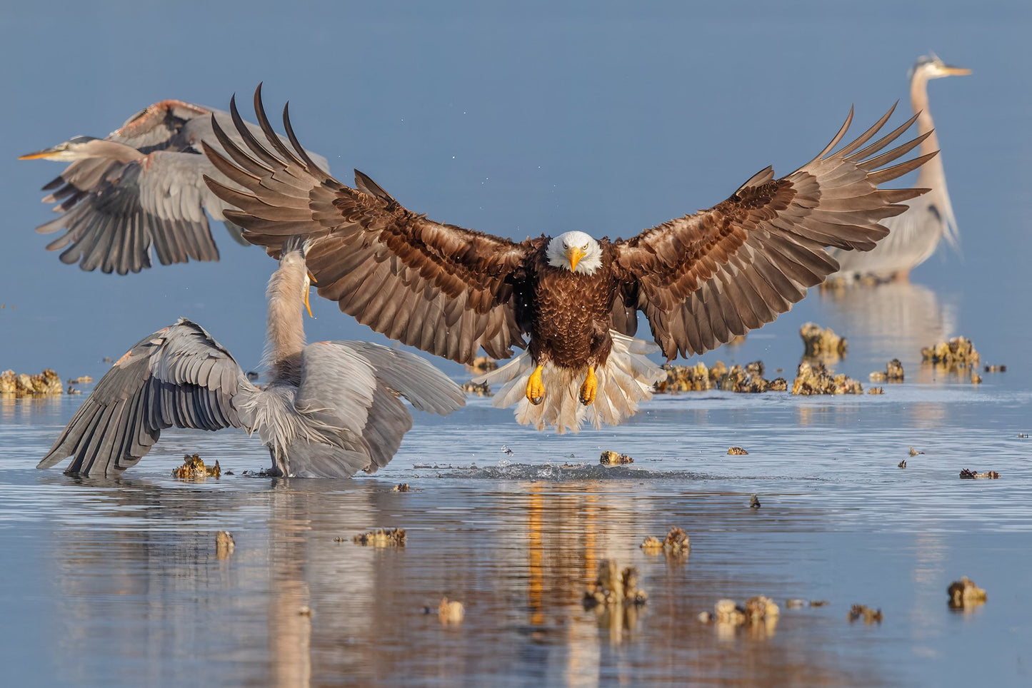 Bonnie Block -Audubon Photography Awards Grand Prize 2016 - Bald Eagle at Seabeck 12X18 Photo Encaustic