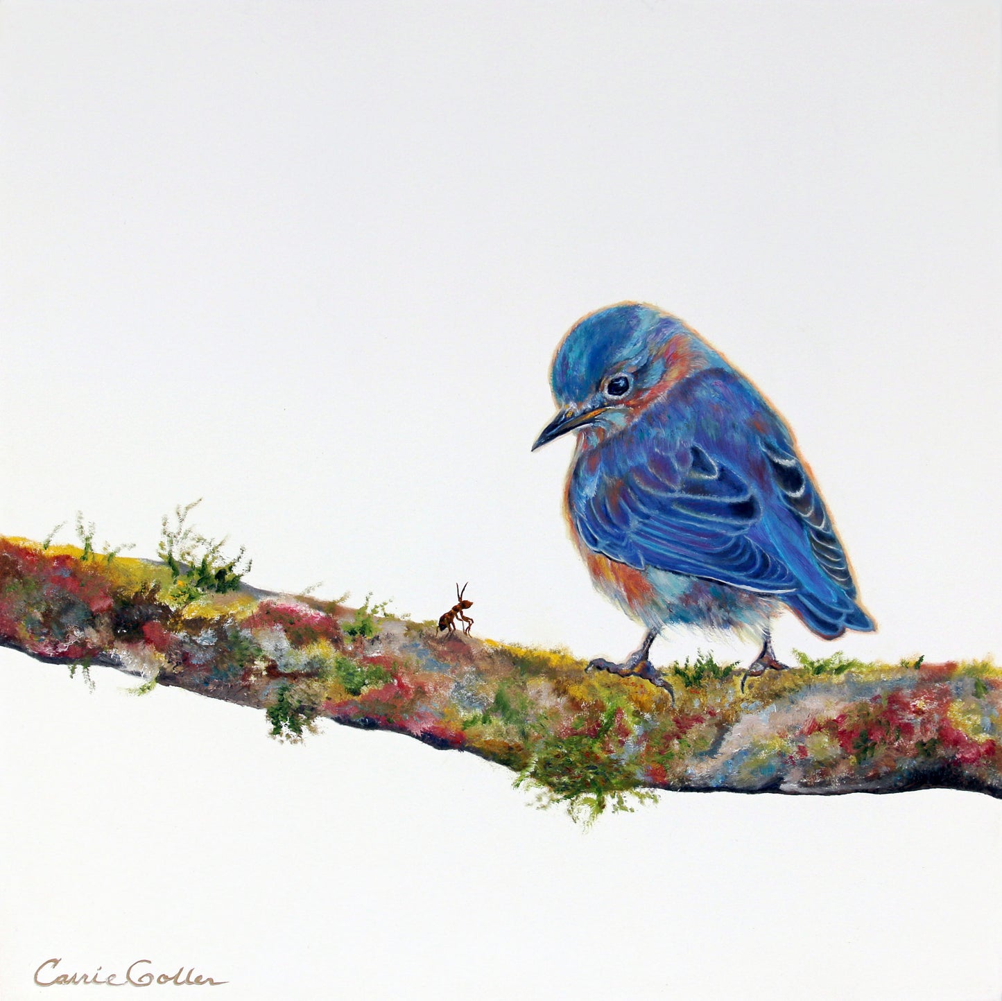 CARRIE GOLLER PRINTS - BIRDS - BALTHAZAR original oil, 16x16