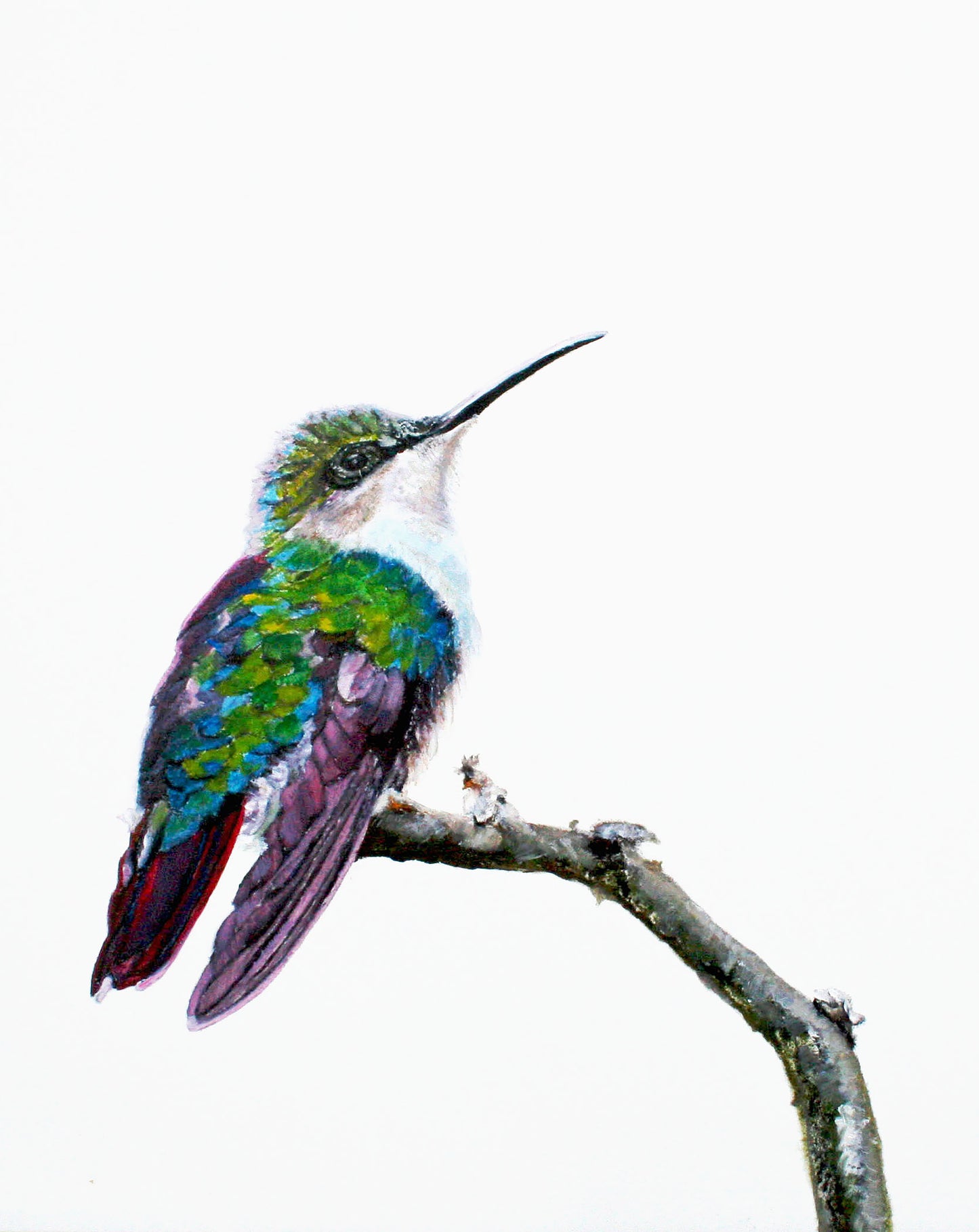 CARRIE GOLLER PRINTS - BIRDS - BANDIT 2     original oil, 8x10