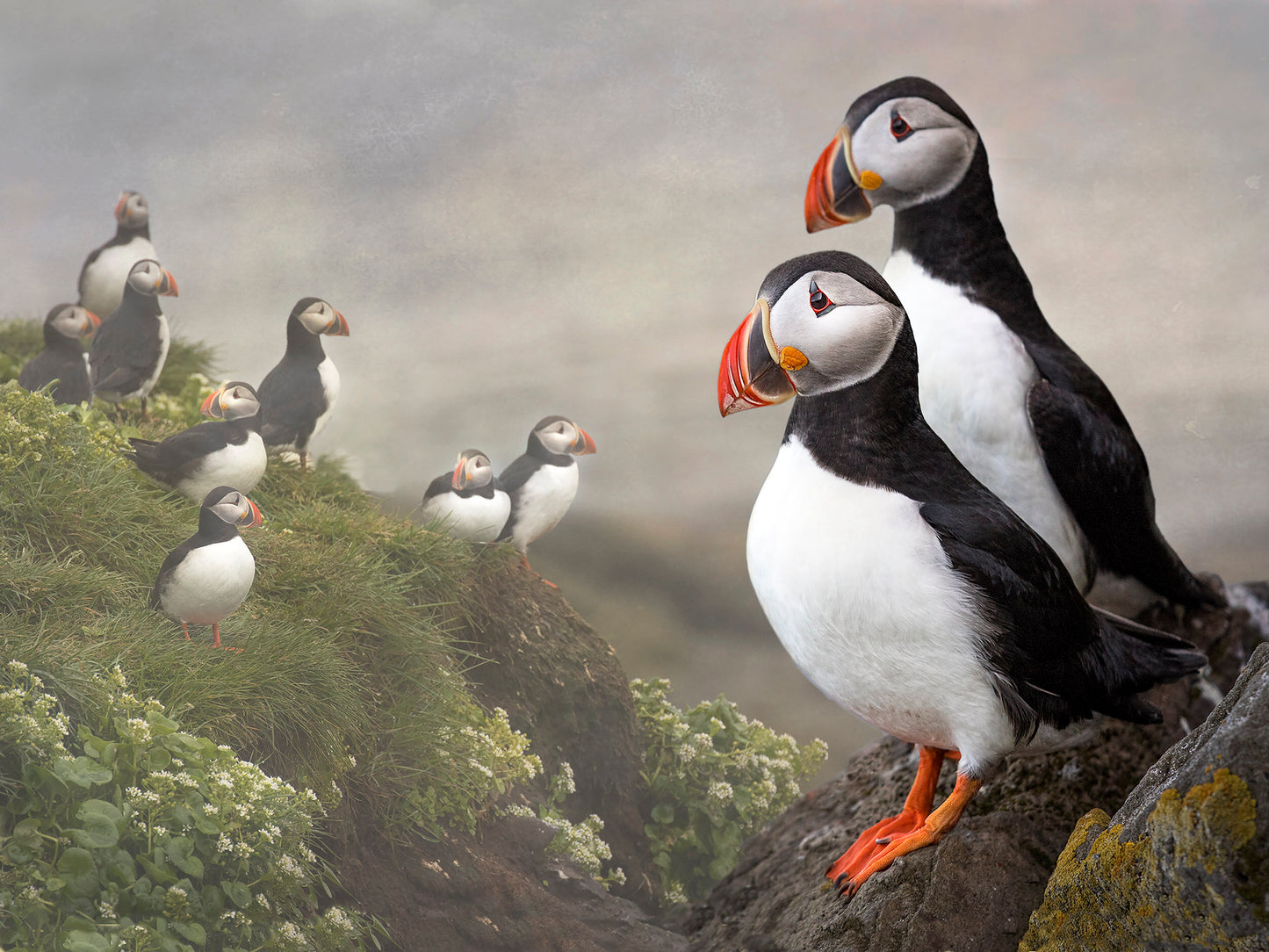 Bonnie Block - Atlantic Puffins, 9x12 Fine Art Encaustic Photo on Wood Panel