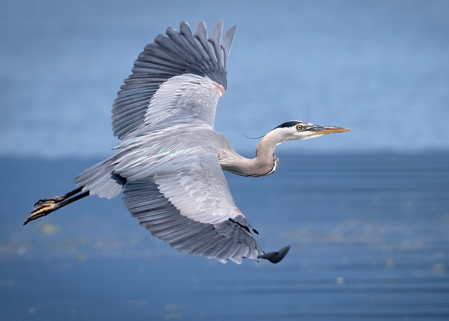 Bonnie Block - Great Blue Heron #1, 5x7 Fine Art Encaustic Photo on Wood Panel