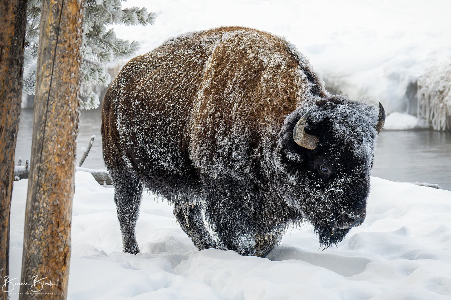 Yellowstone Winter No. 1 -- Bison on the Firehole River