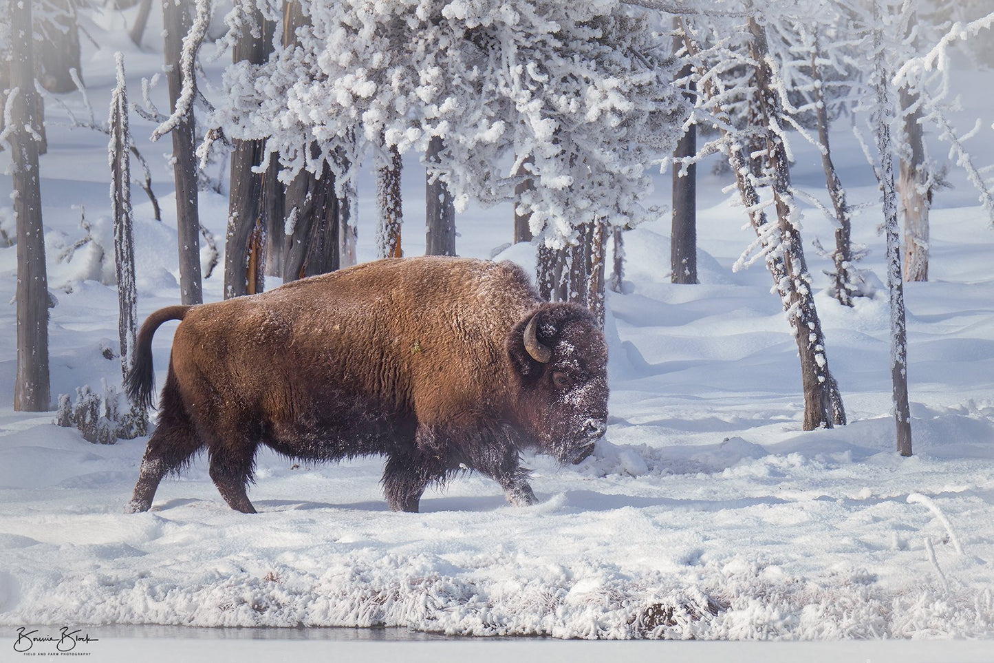 Yellowstone Winter No. 2-- Bison on the Firehole River