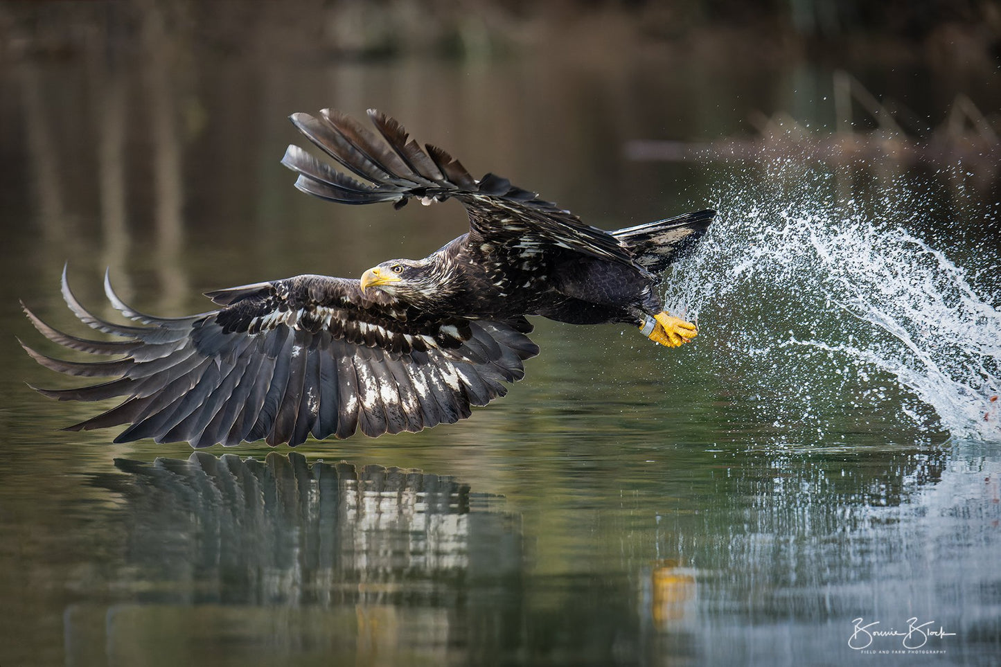 Bald eagle No. 3 - Skagit River, Wa. State