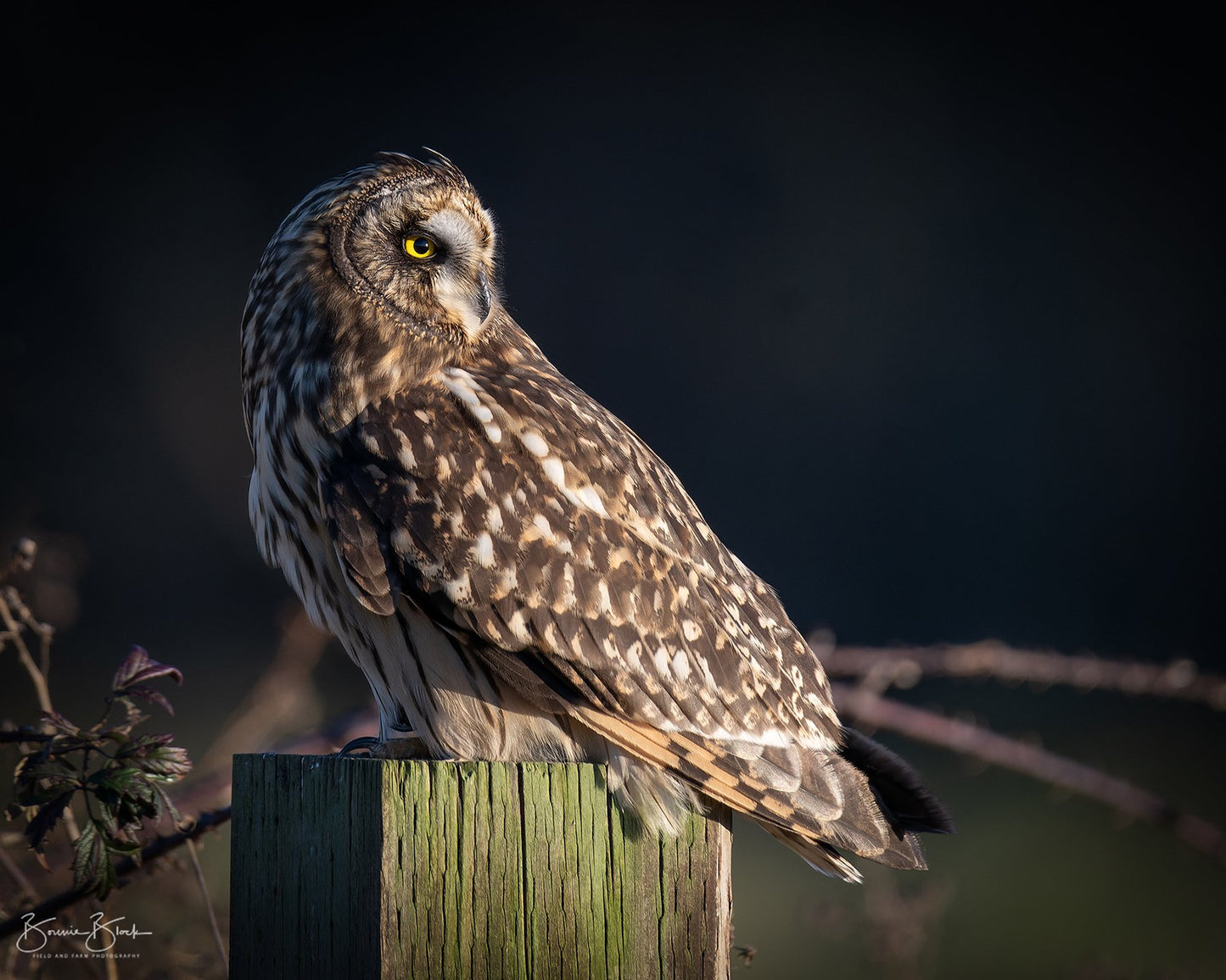 Short-Eared Owl No.1