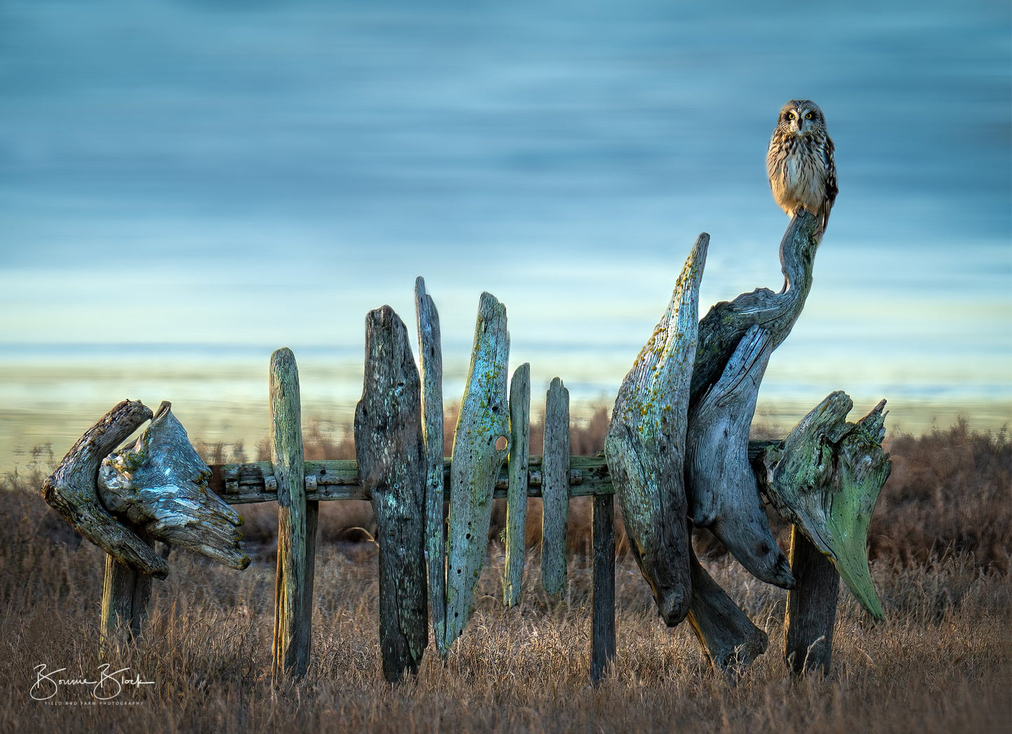Bonnie Block - Short Eared Owl on Fish Sculpture, 11X14 Fine Art Photographic Print on Wood Panel