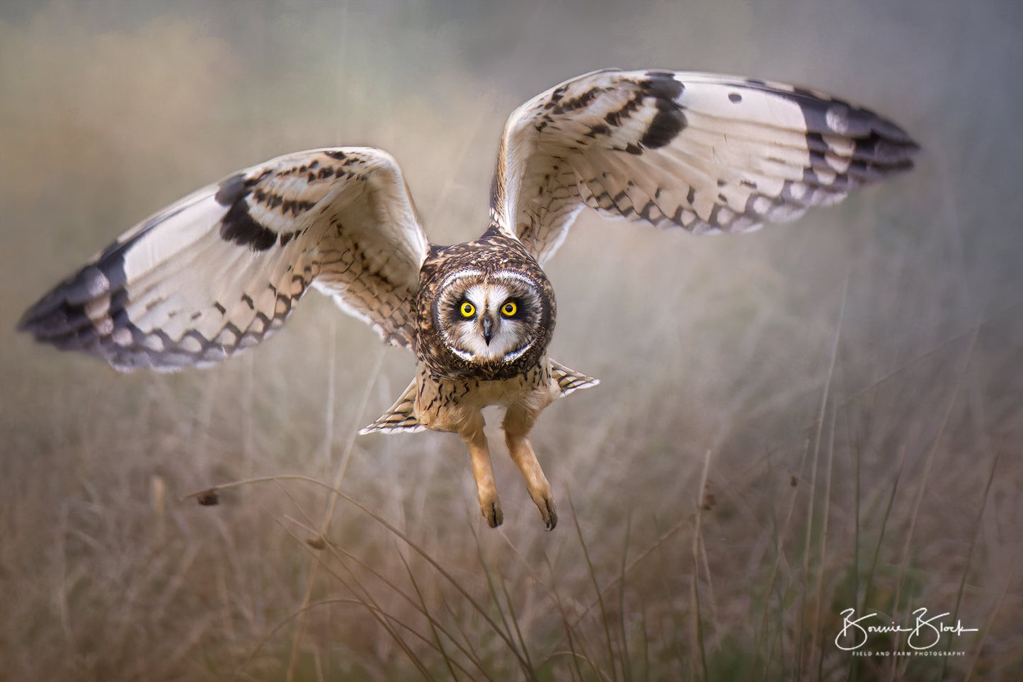 Short Eared Owl No.3 - In Flight