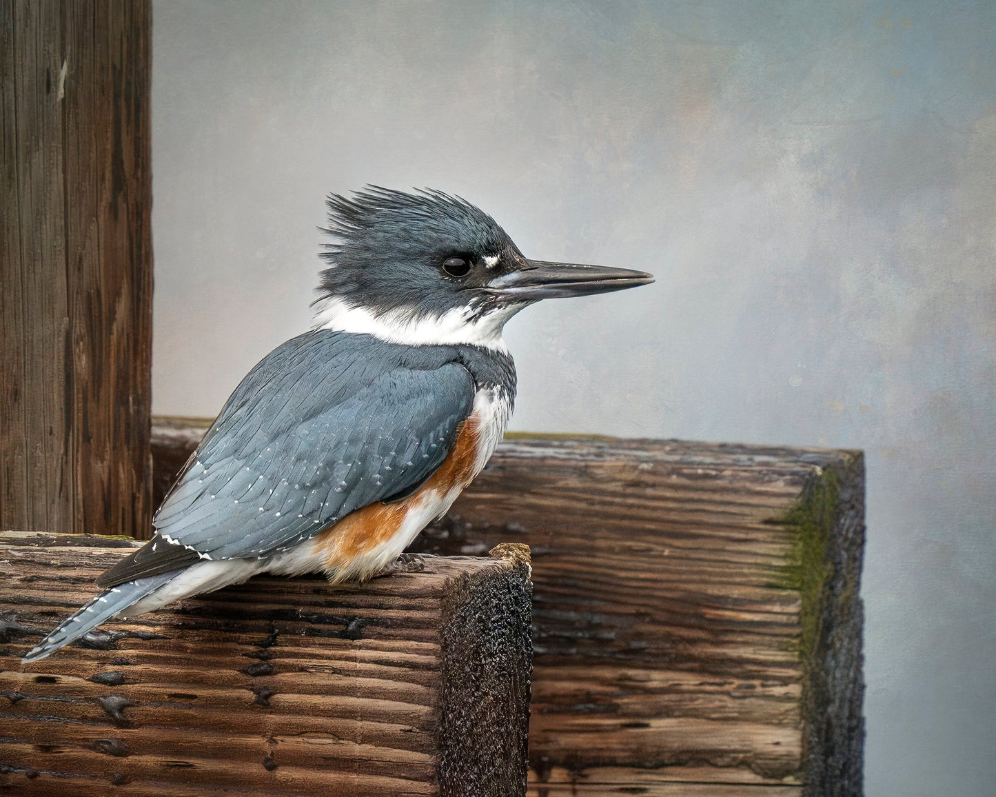 Bonnie Block -Belted Kingfisher 8X10 Fine Art Encaustic Photo on Wood Panel**SOLD**