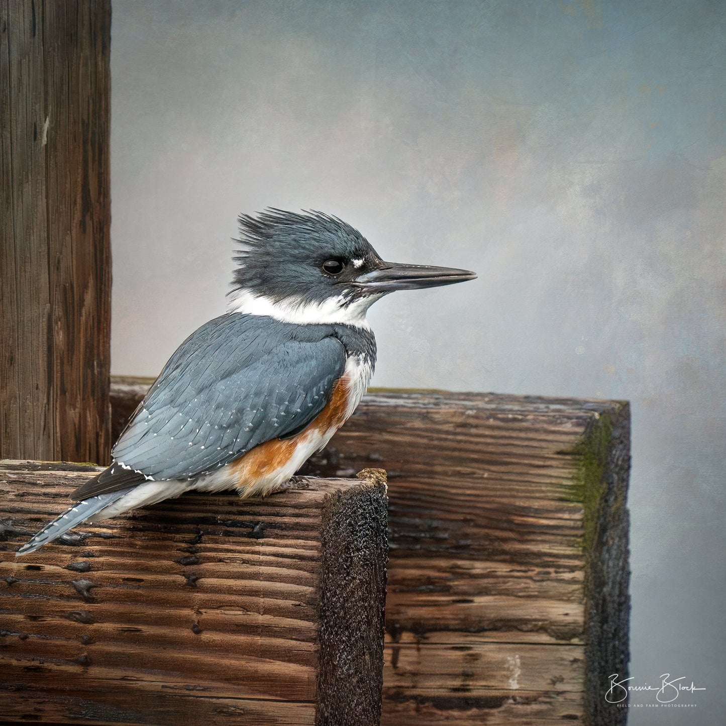 ***SOLD***Bonnie Block -Belted Kingfisher 12X12 Fine Art Encaustic Photo on Wood Panel