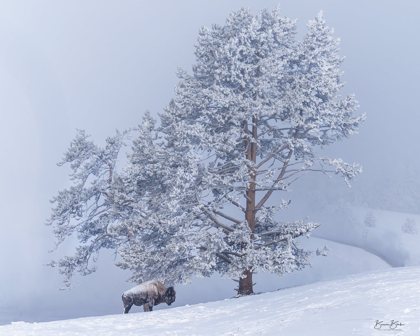 Yellowstone Winter No.3