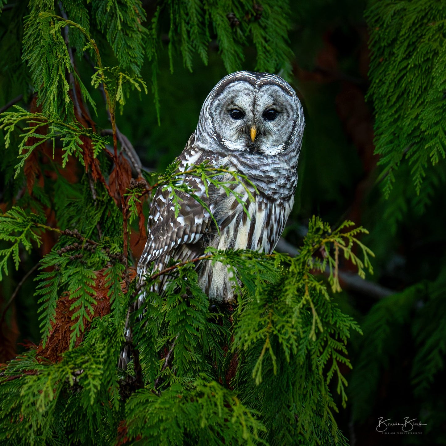 Bonnie Block -Barred Owl 12X12 Fine Art Encaustic Photo on Wood Panel**SOLD**