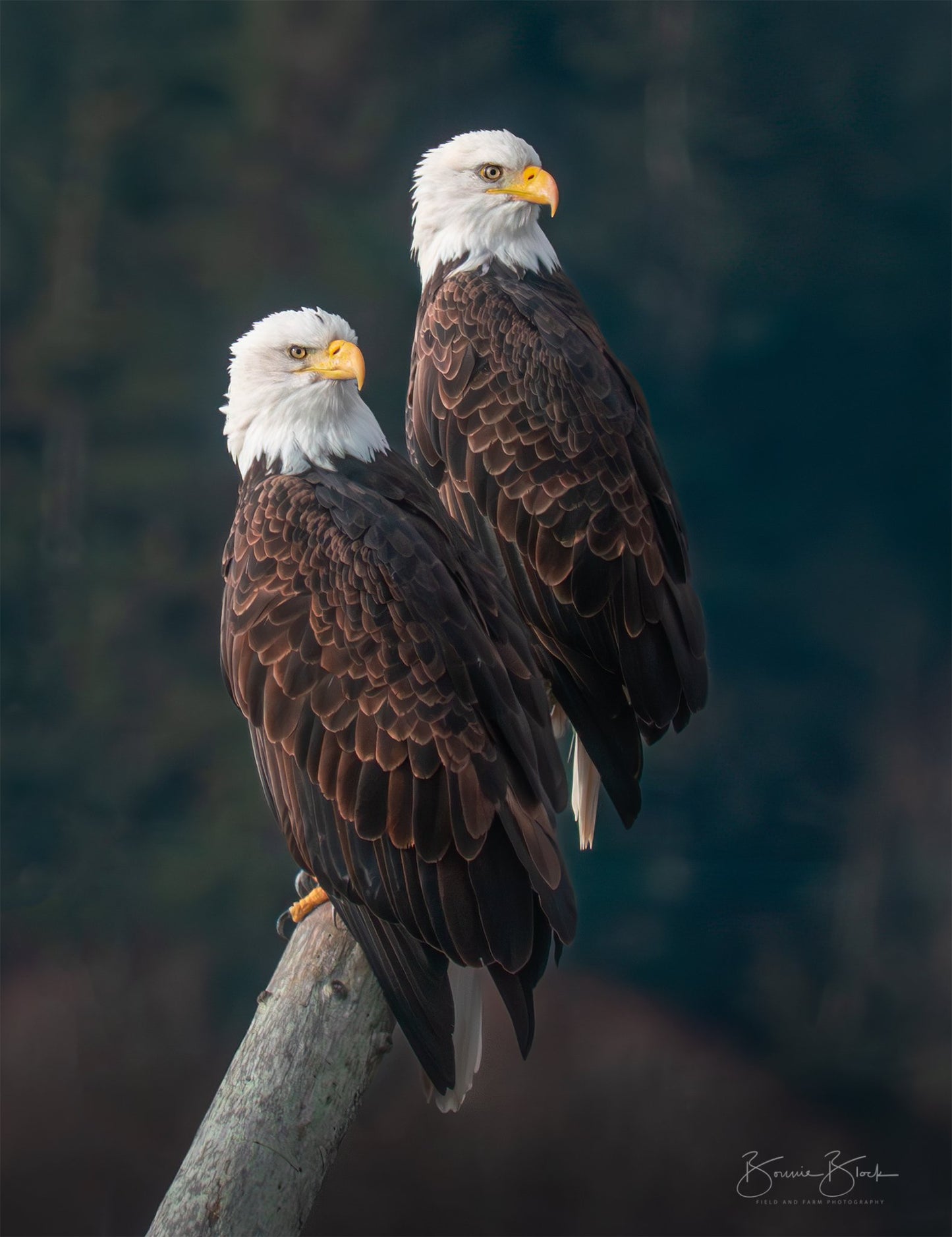 Bonnie Block - Bald Eagle Pair, 12X16 Fine Art Encaustic Photo on Wood Panel