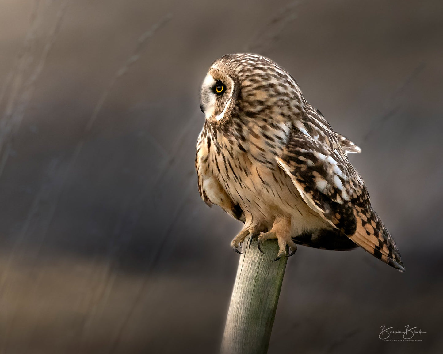 Short-eared Owl No. 2
