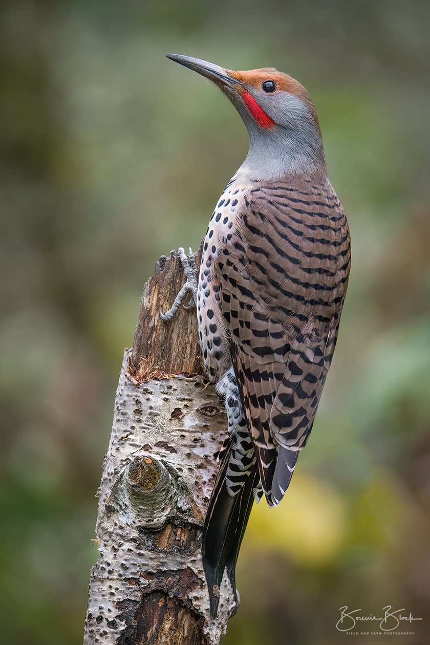 Northern Flicker No. 1