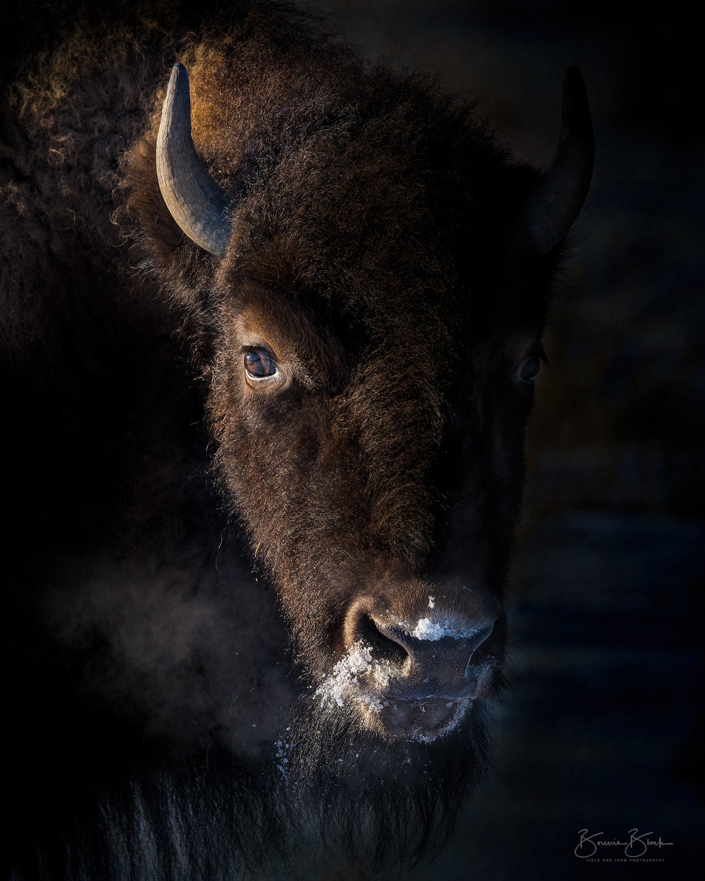 Prints available, Bonnie Block -Bison (Yellowstone), 12X9 Fine Art Encaustic Photo on Wood Panel