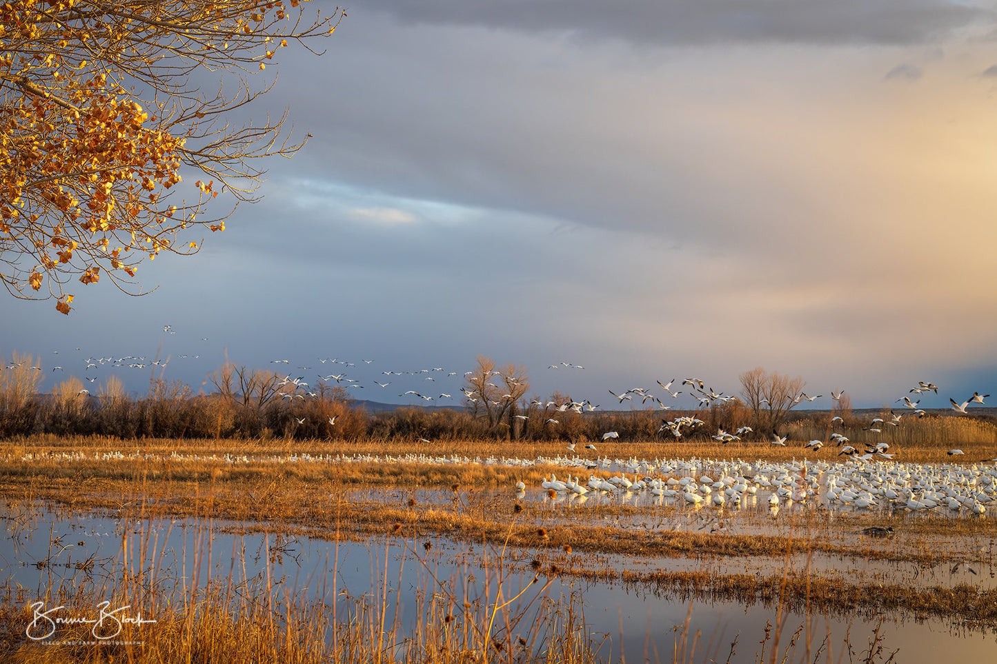 Bosque del Apache Morning - Bosque del Apache, New Mexico.