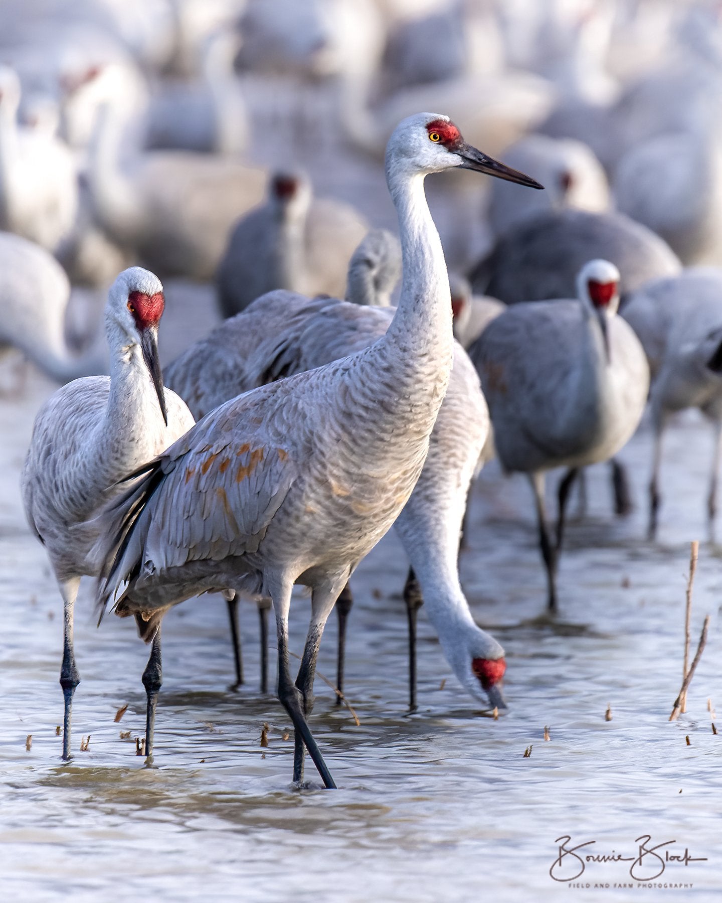Sandhill Crane - Ladd S. Gordon Waterfowl Complex, NM
