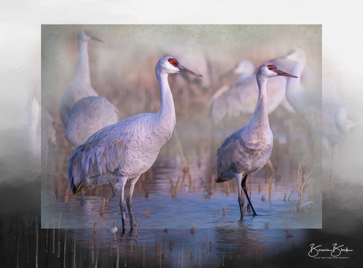 Sandhill Cranes No.2