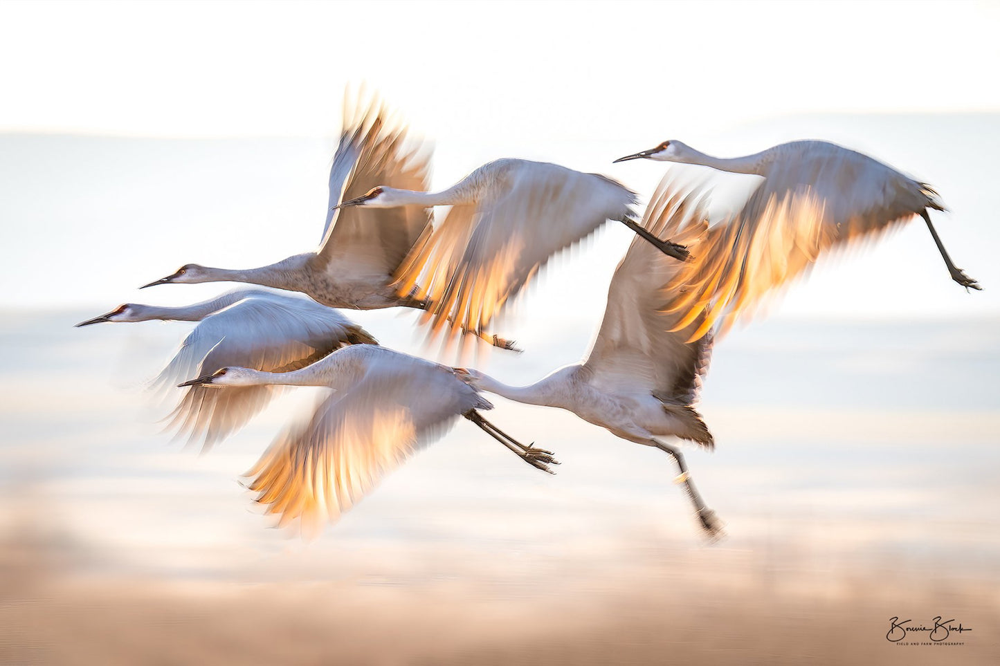 Sandhill Cranes at Dawn - Bosque del Apache, New Mexico.