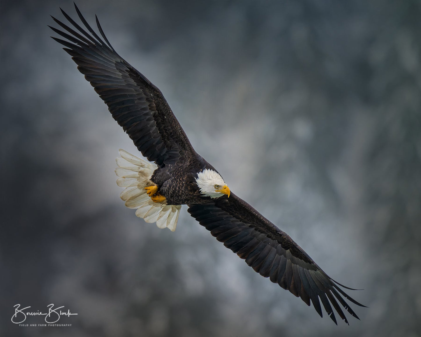 Bald Eagle No.2