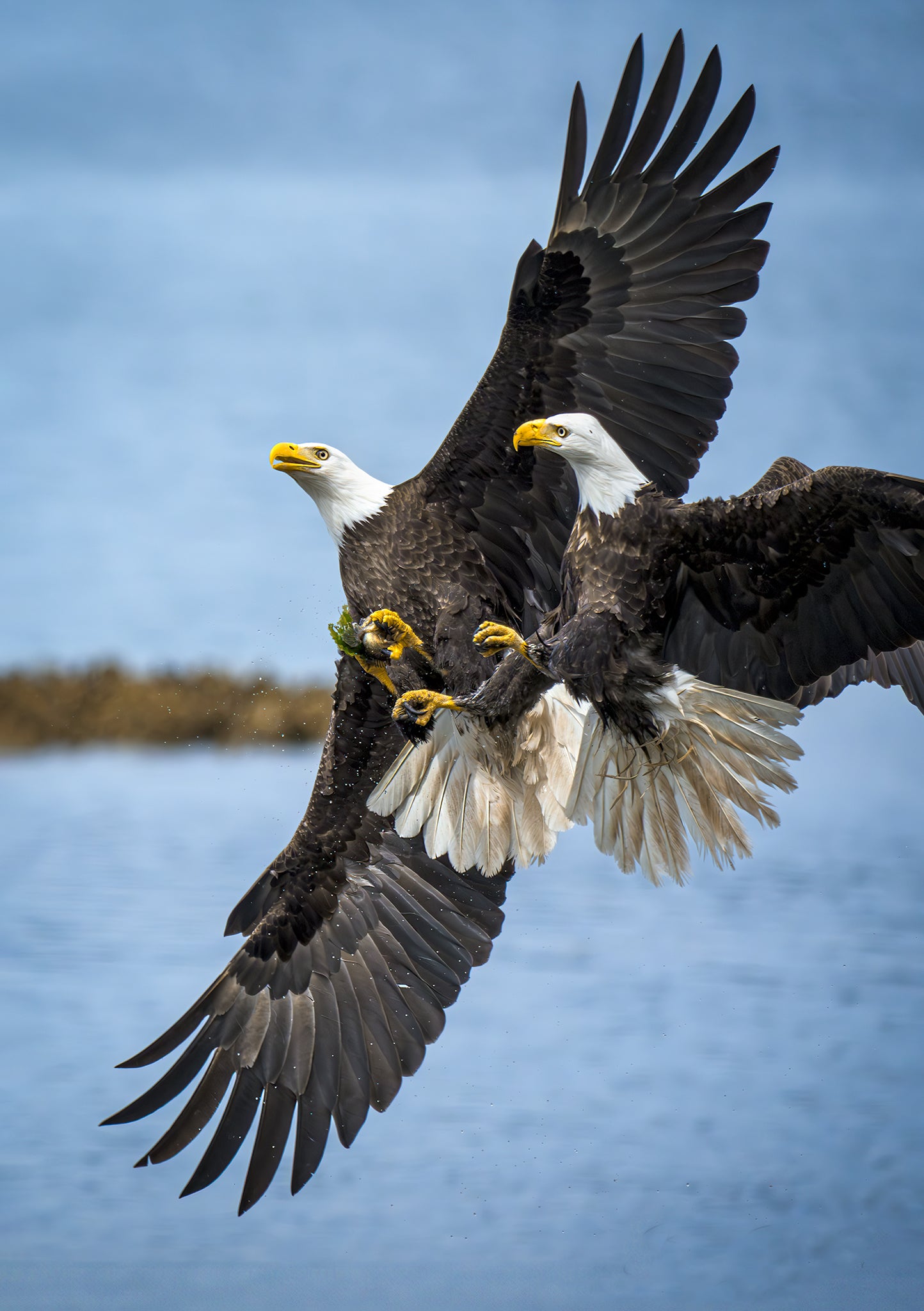 Bonnie Block - Bald Eagles - Catch This! Fine Art Photography on Metal Print, 12 x 18