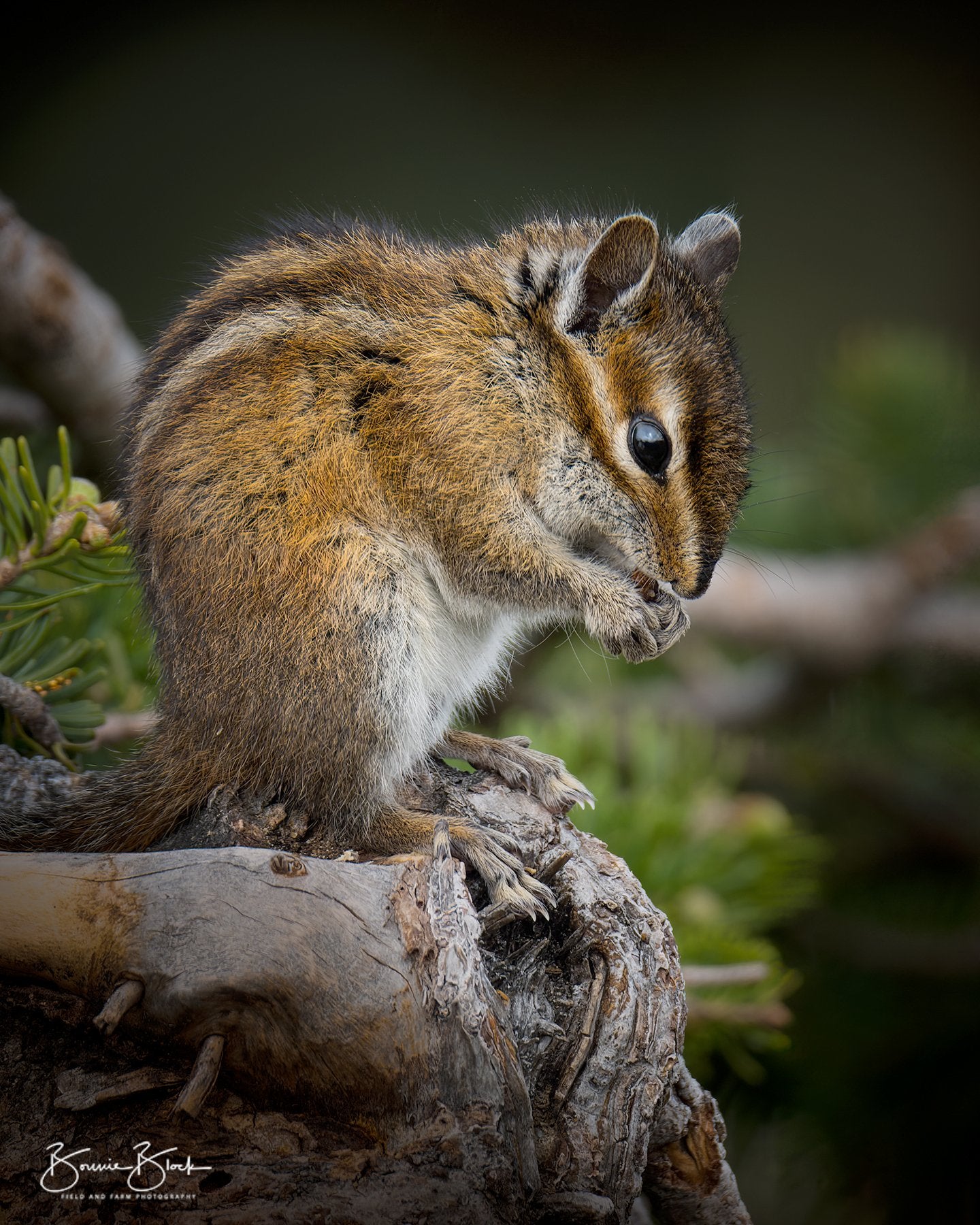 Townsend's Chipmunk - Washington State
