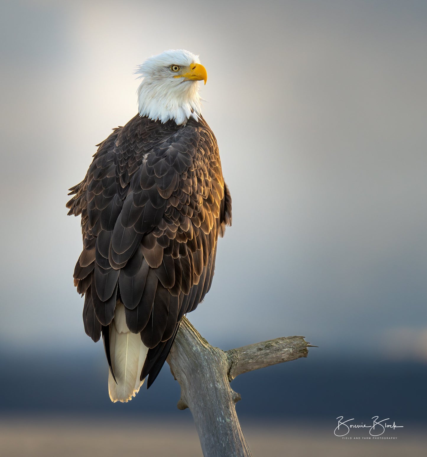 Bonnie Block -Bald Eagle 12X12 Fine Art Encaustic Photo on Wood Panel **SOLD**