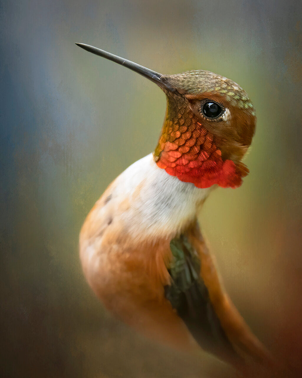 Bonnie Block - Rufous Hummingbird 8X10 Fine Art Photographic Print on Wood Panel