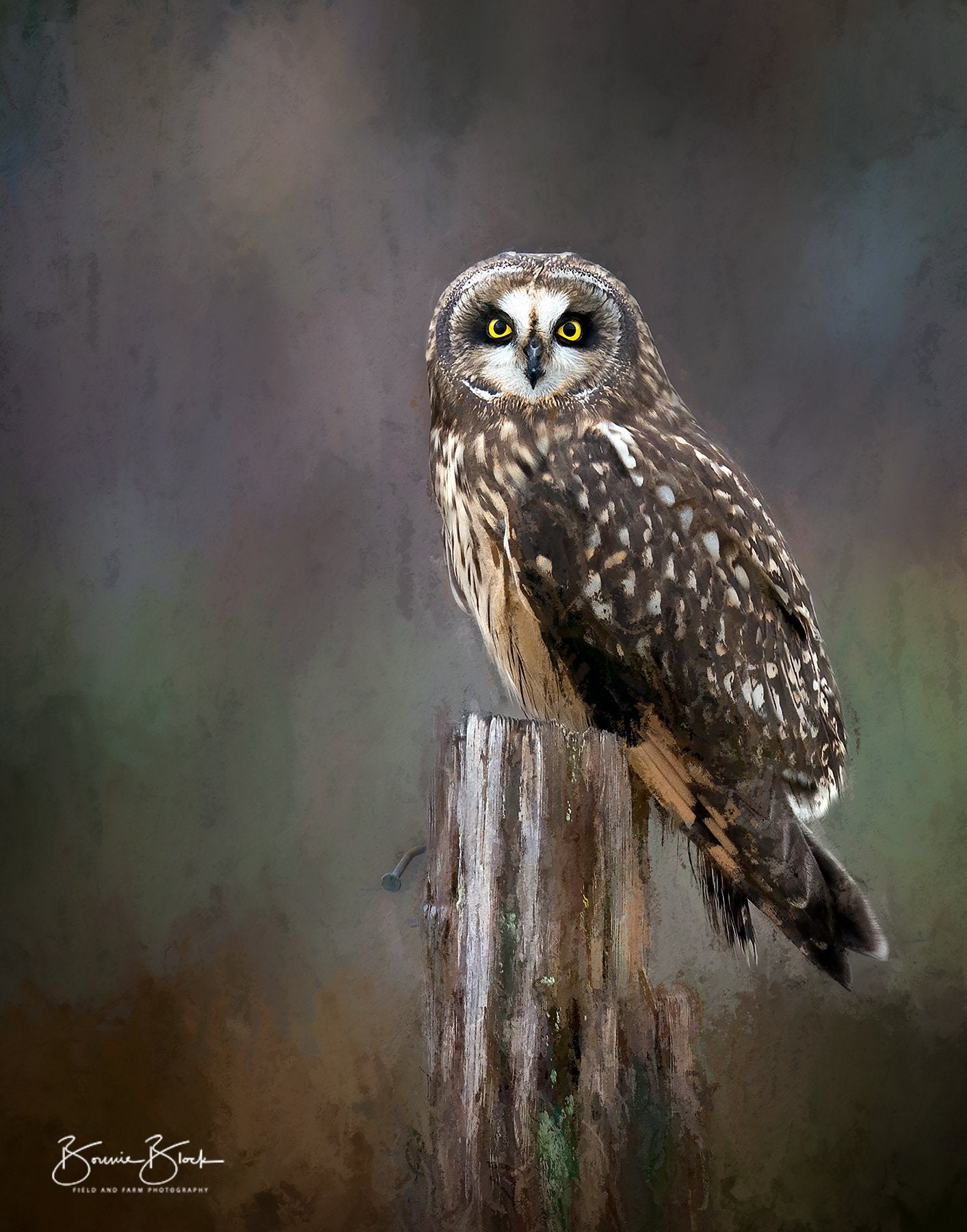 Short Eared Owl No. 4