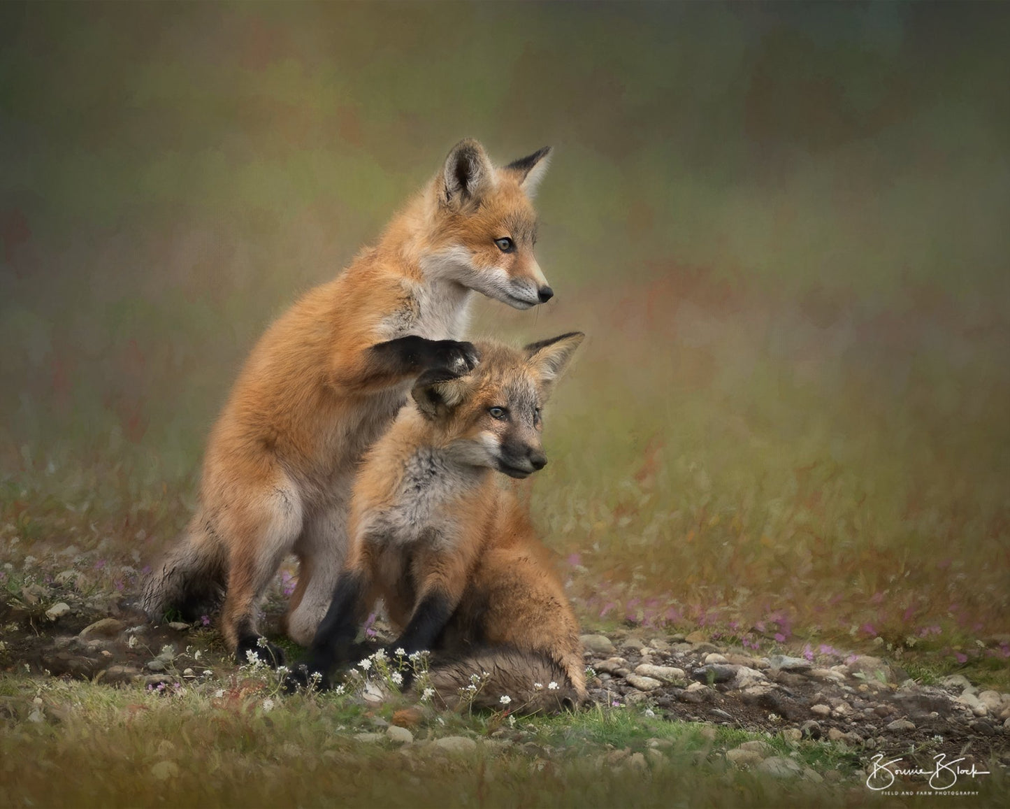 Red Fox Kits No. 2