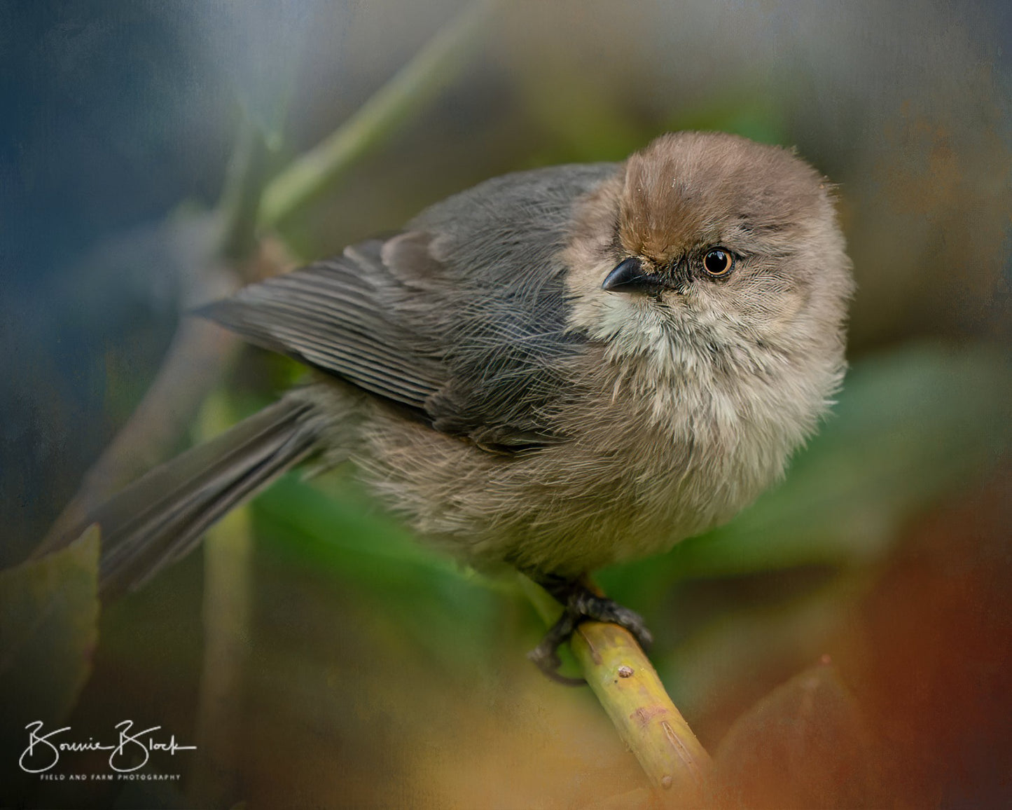 Bushtit No. 1