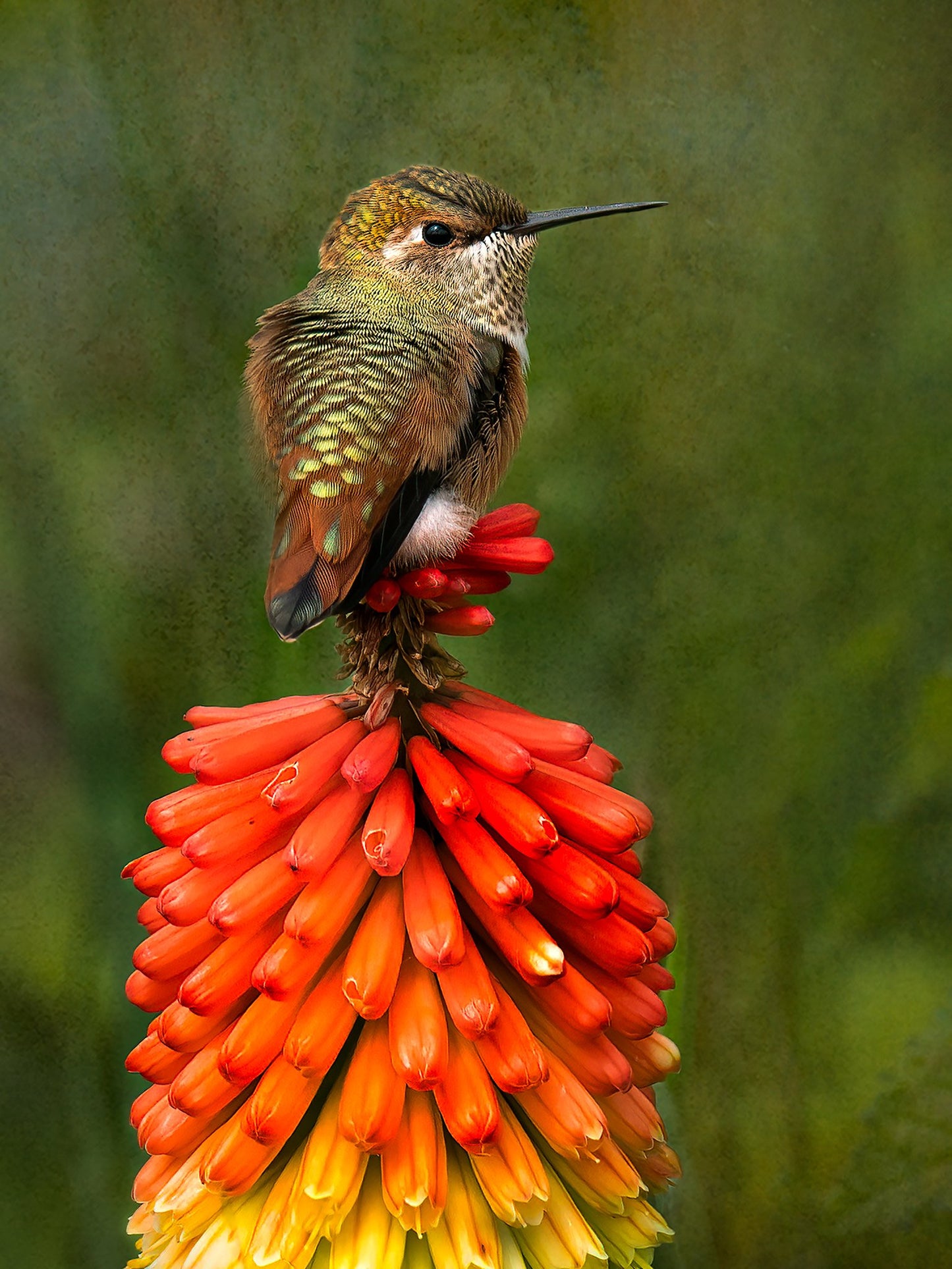 Bonnie Block - Rufous Hummingbird on Hot Poker, 9x12 Fine Art Encaustic Photo on Wood Panel**SOLD**