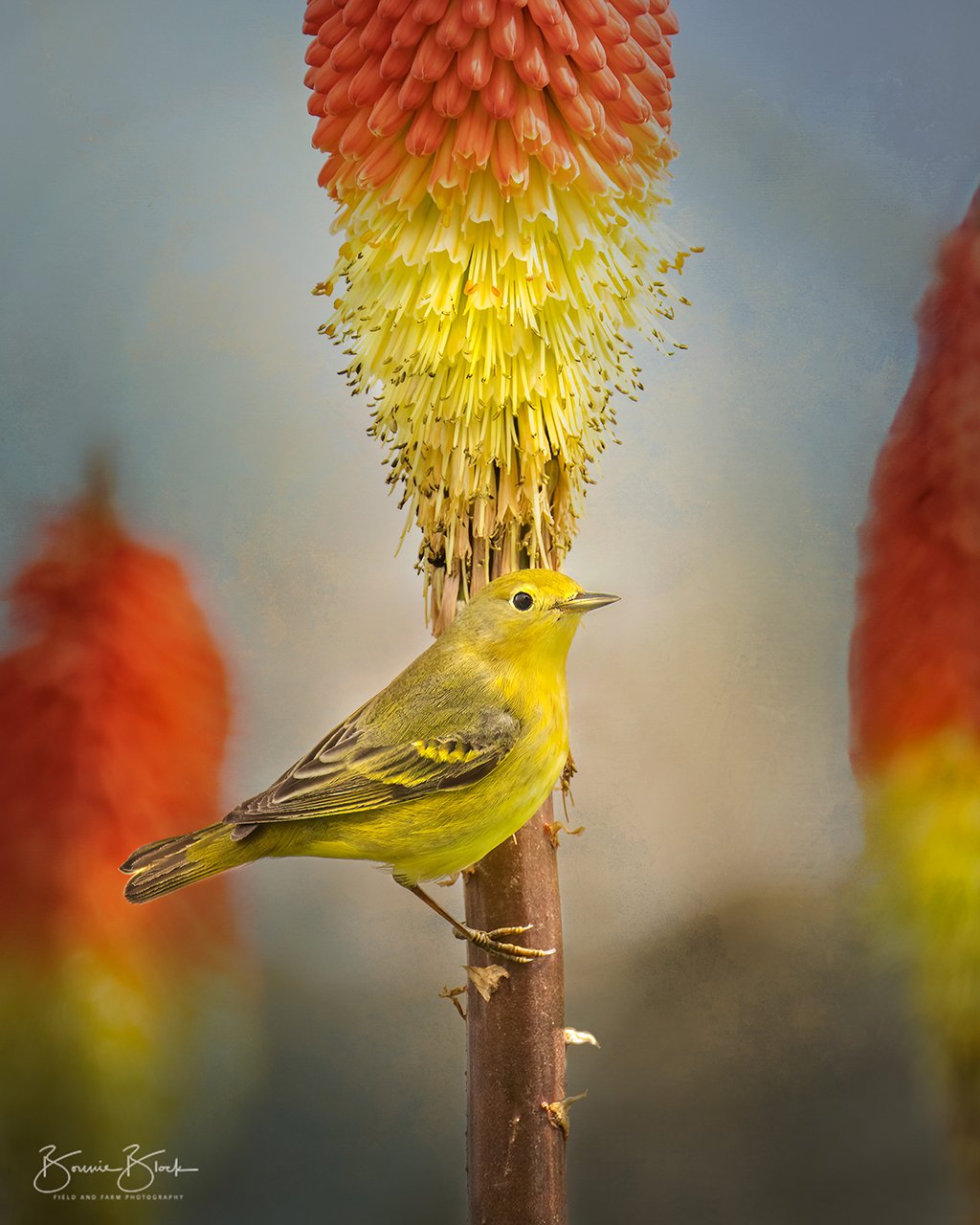 Prints available, original ***SOLD*** Bonnie Block - Yellow Warbler on Torch Lilly 9x12 Fine Art Encaustic Photo on Wood Panel