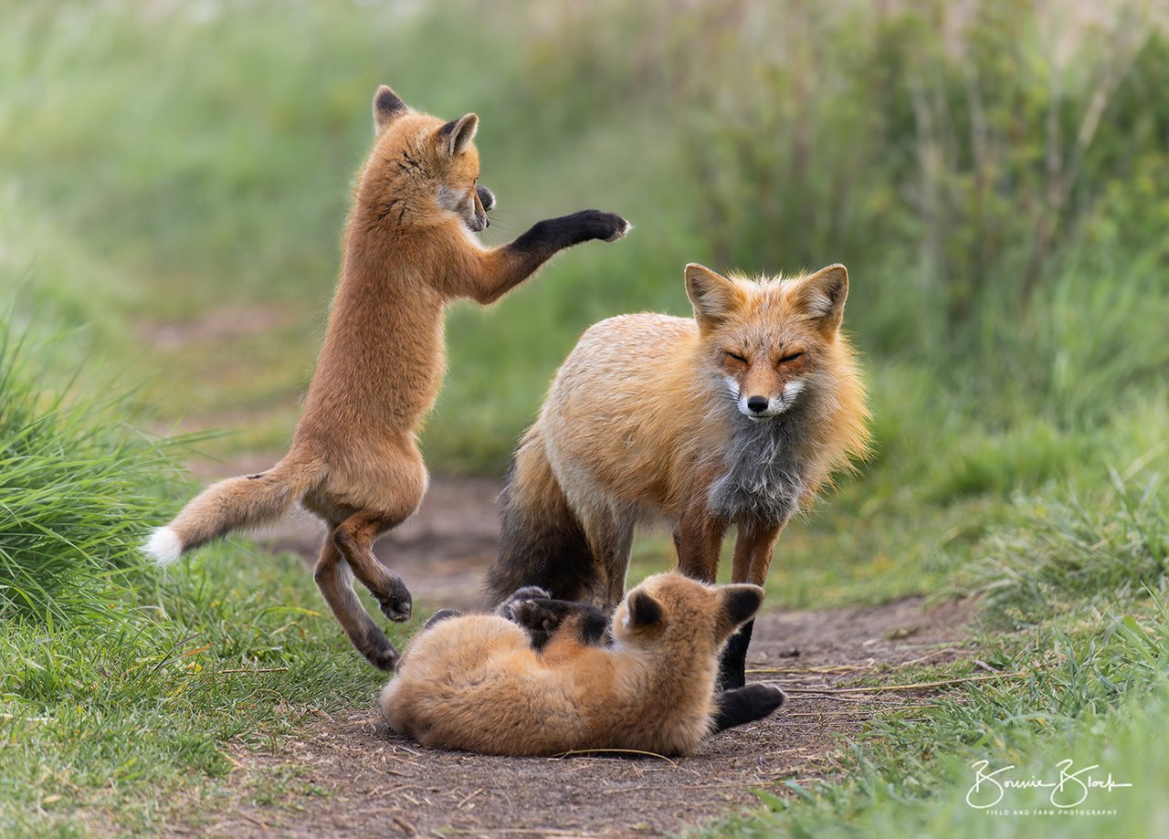 Bonnie Block - Red Fox Family, 8x10 Fine Art Encaustic Photo on Wood Panel