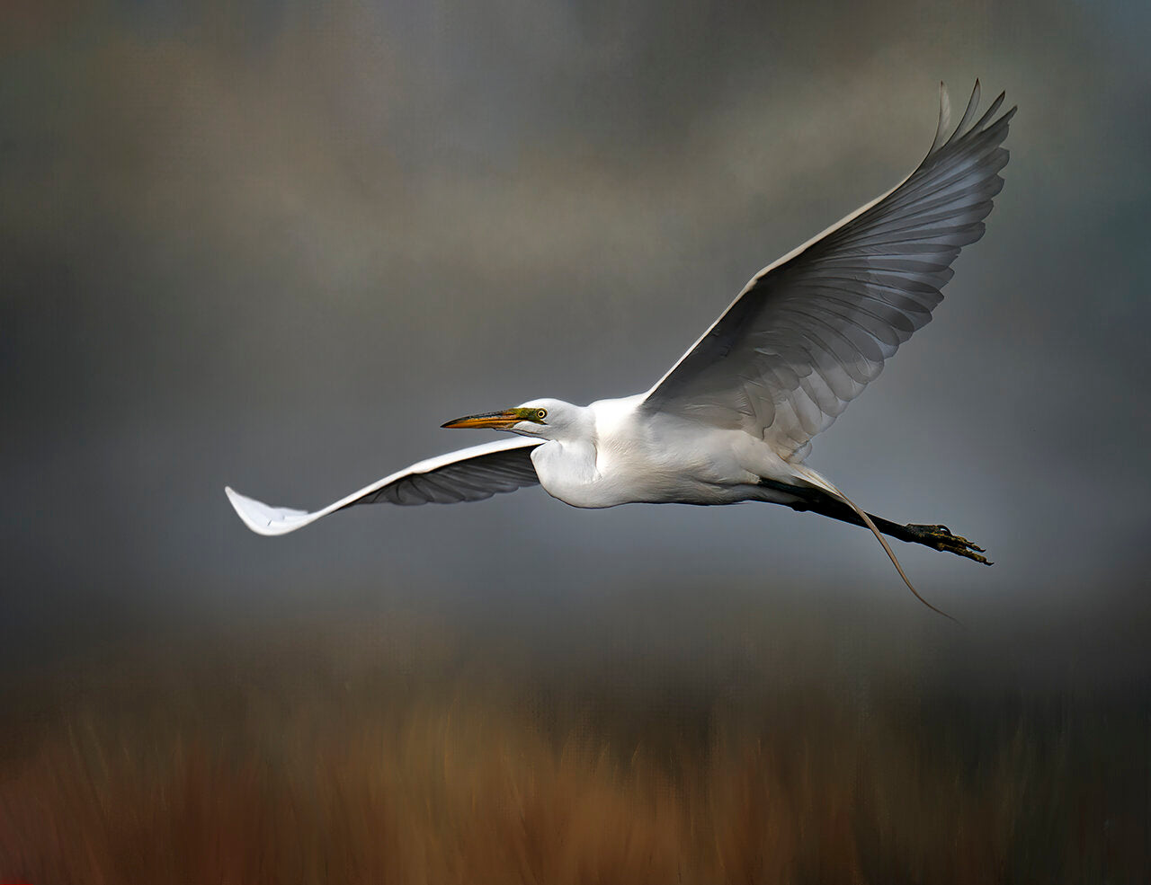 Prints available, original ***SOLD*** Bonnie Block - Great White Egret (in Flight) 9x12 Fine Art Encaustic Photo on Wood Panel